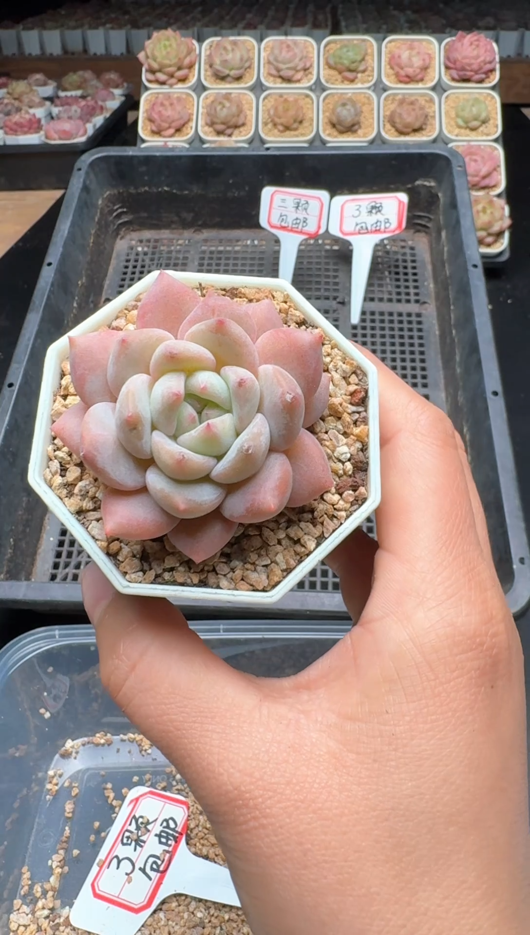 【闪购商品】245号 珍妮杂交多肉 花卉植物