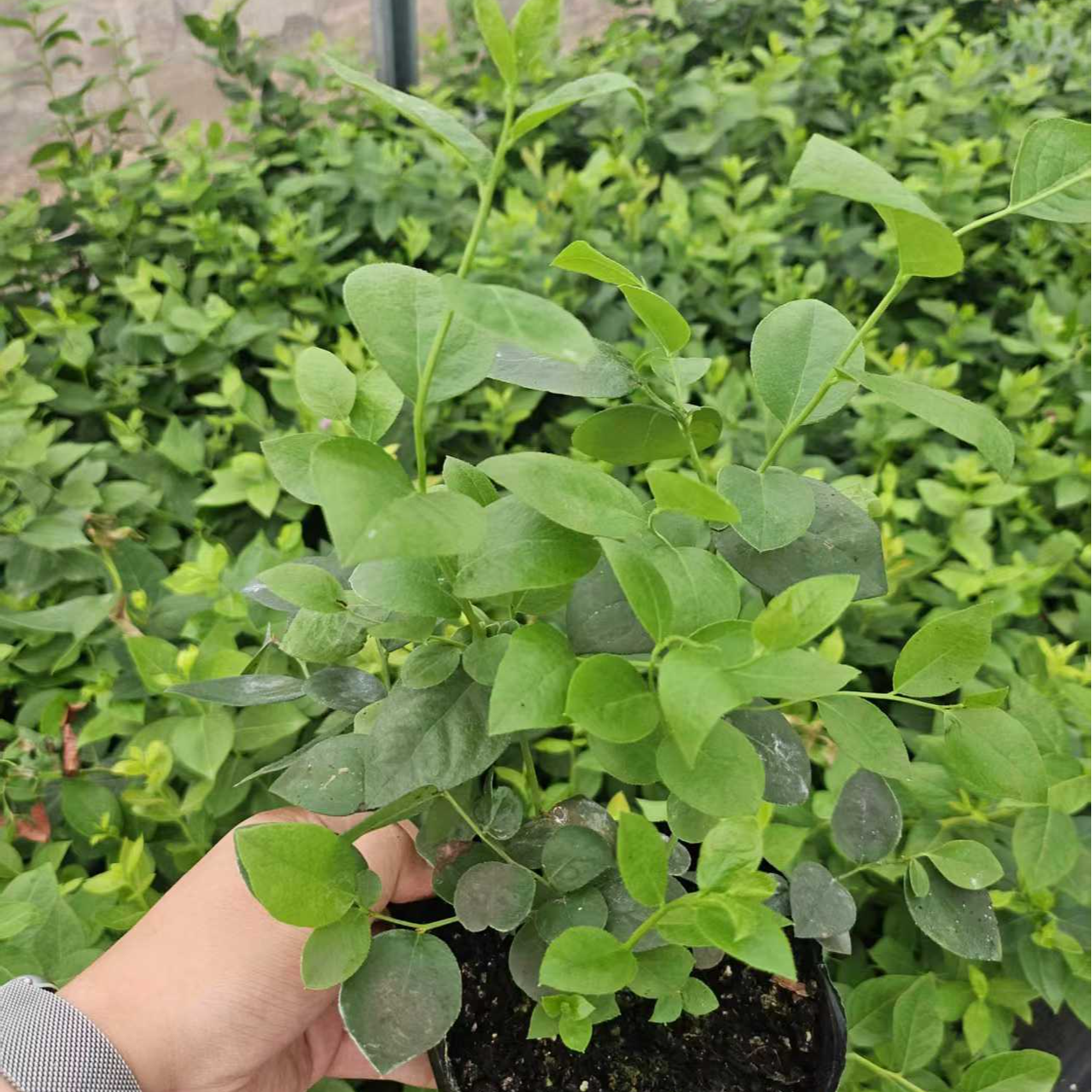 融暖新品T3 T5 1702小钵蓝莓苗四季阳台盆栽地栽南方北方当年结果