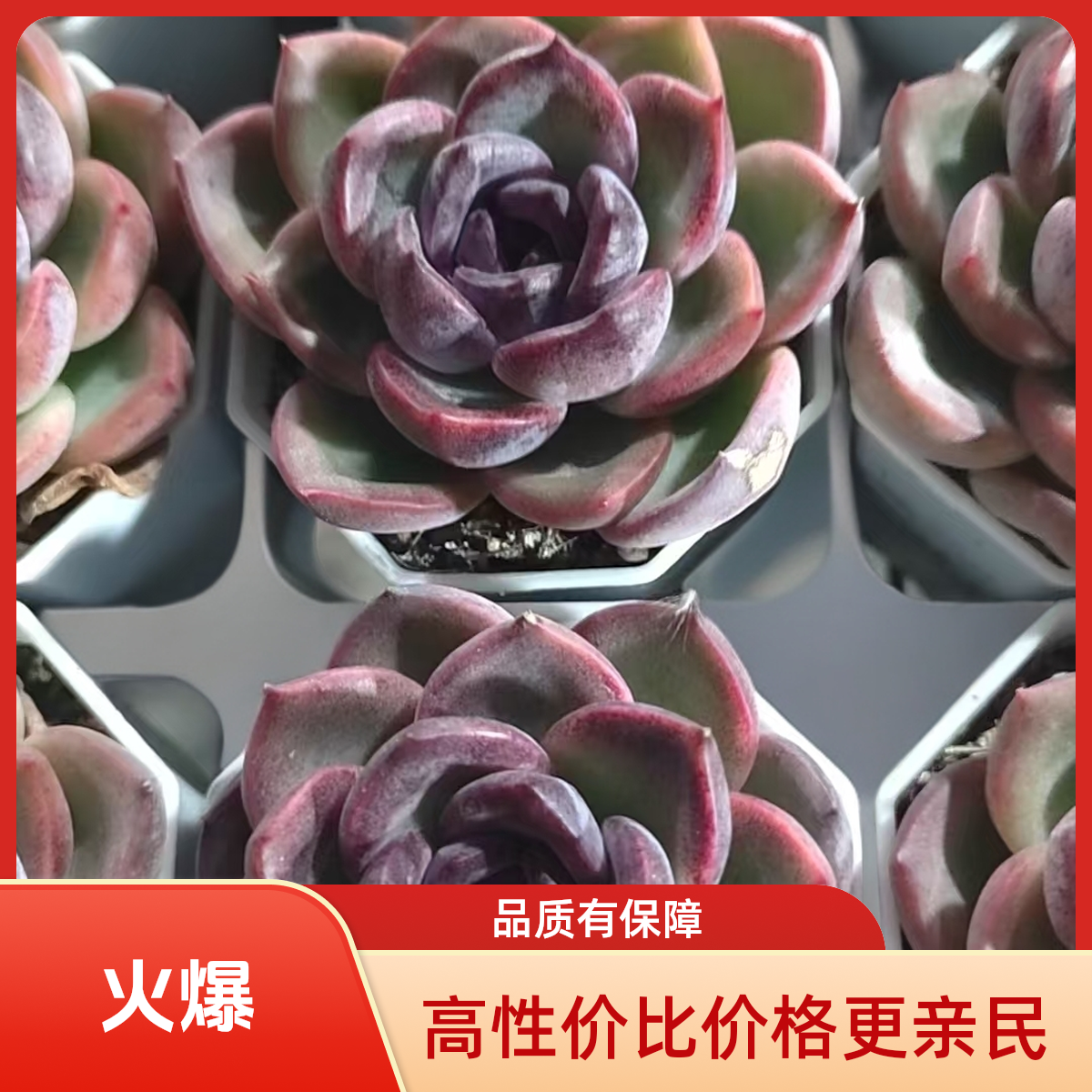 溜溜球多肉植物盆栽品种好养适合办公室阳台