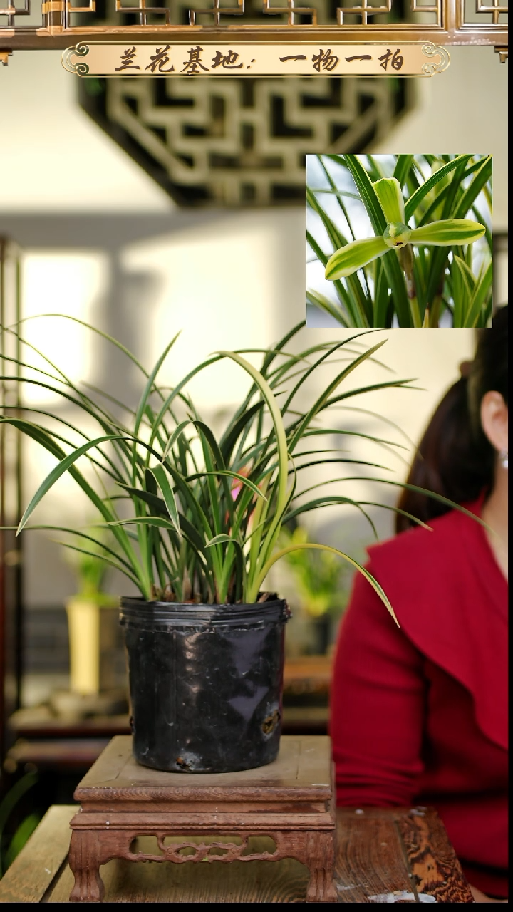 完全开放中华神梅