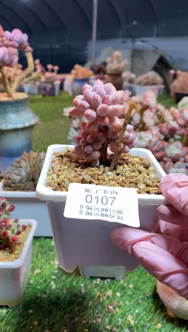 【闪购商品】0107a