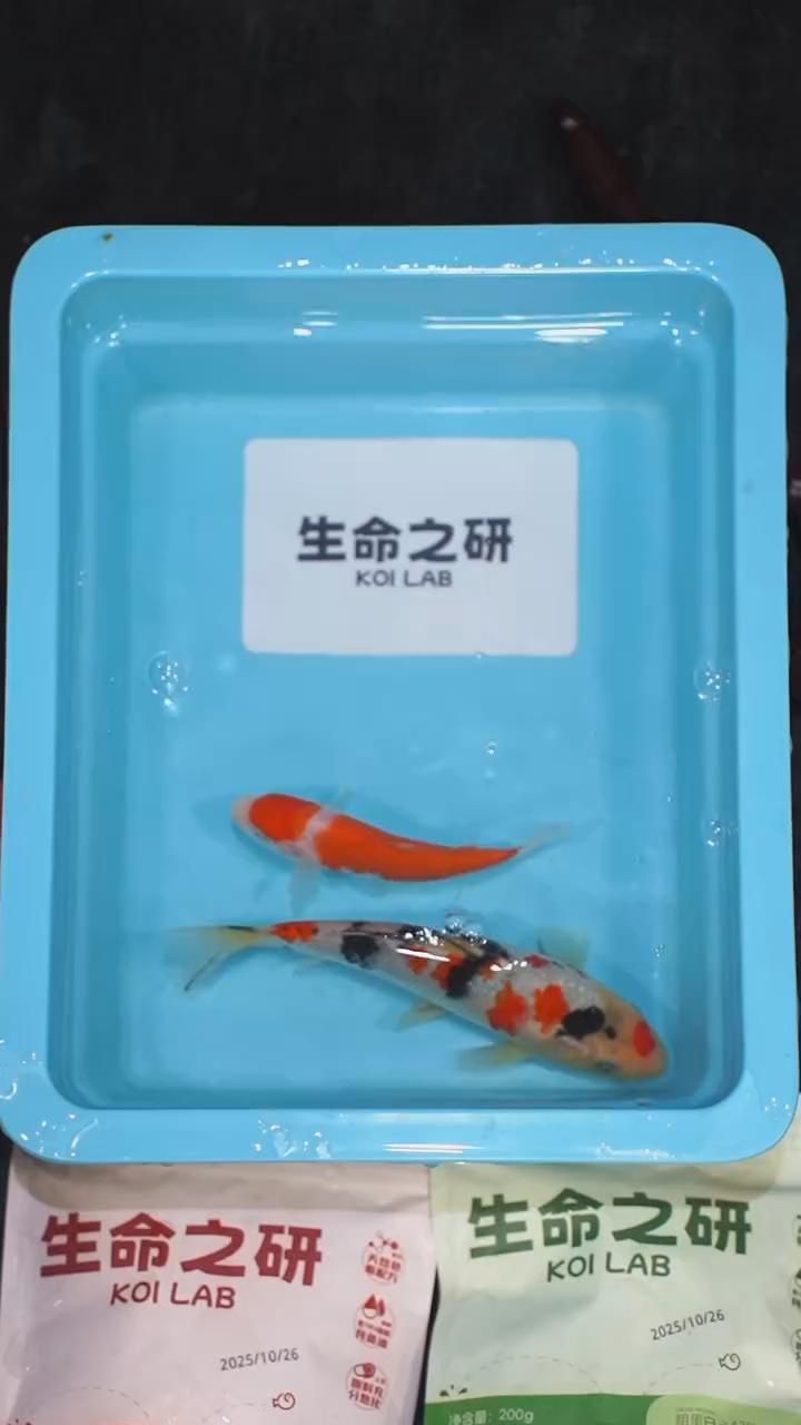 锦鲤血统大正锦鲤红白锦鲤芥子鲤锦鲤观赏鱼