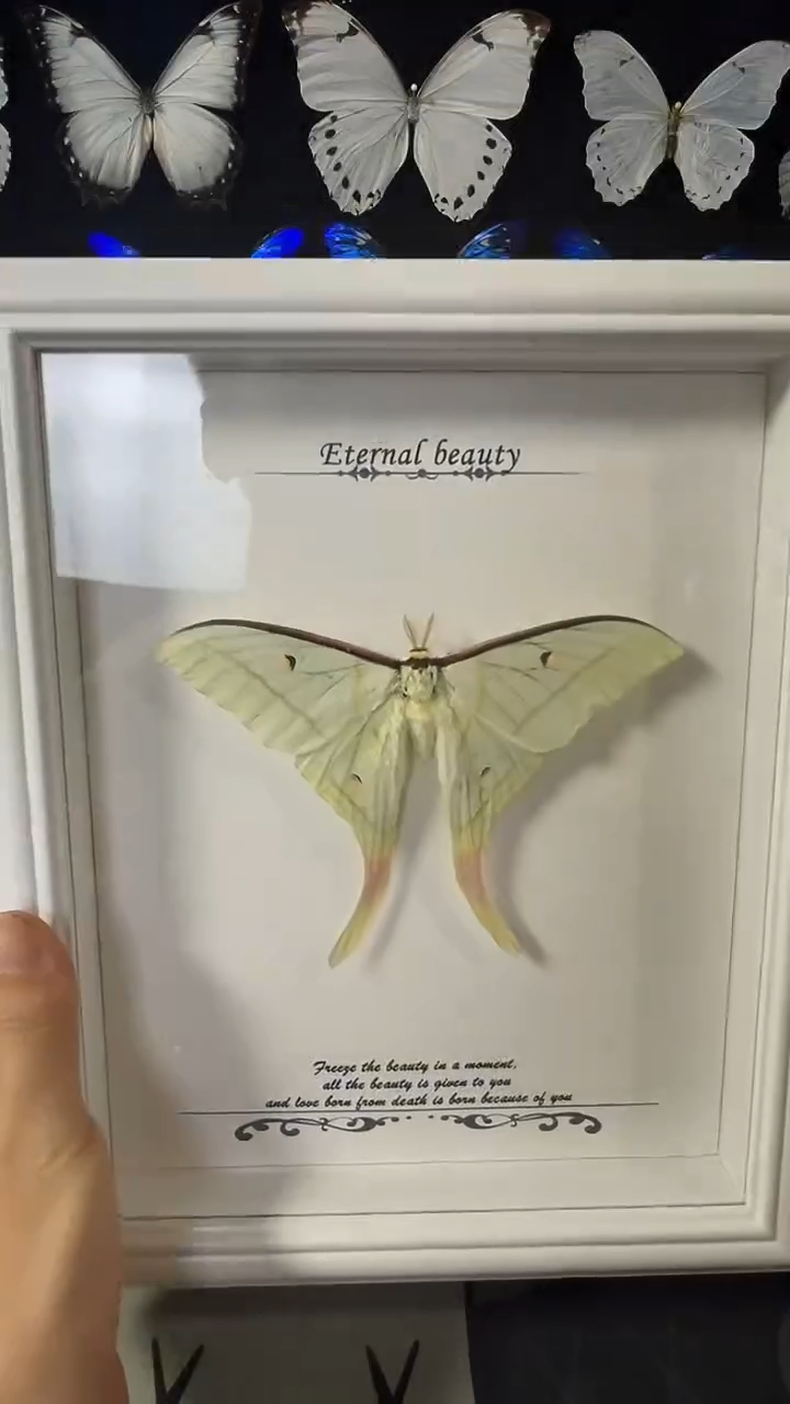 绿尾大蚕娥欧版相框