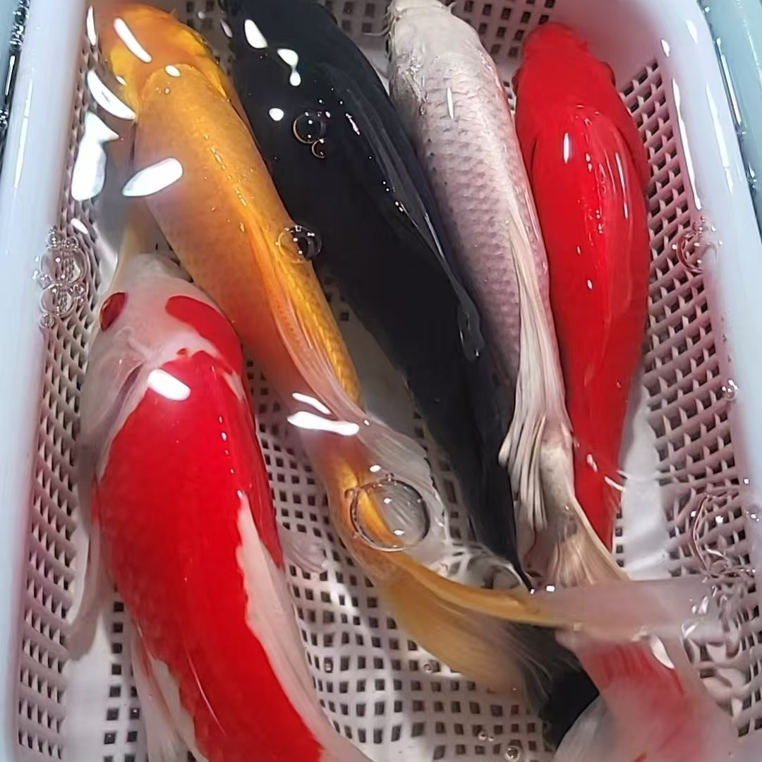 27号【10-12厘米2红草2黄2白2红白草1黑】观赏鱼 冷水鱼