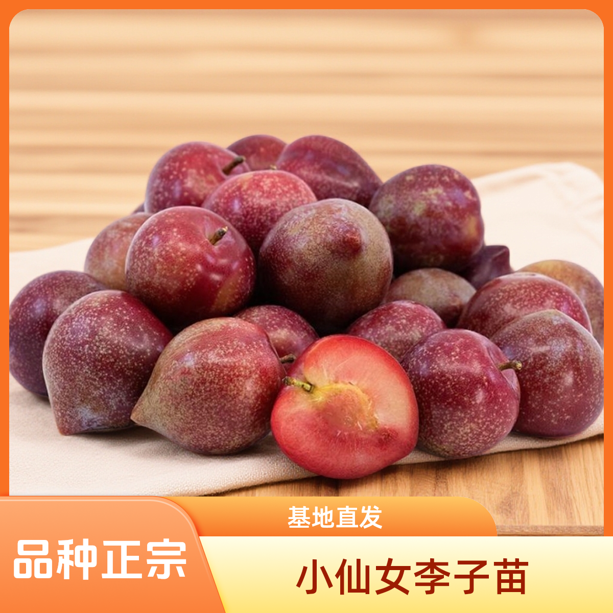 正宗小仙女李子裸根苗樱桃李基地直发保真小仙女李子树苗
