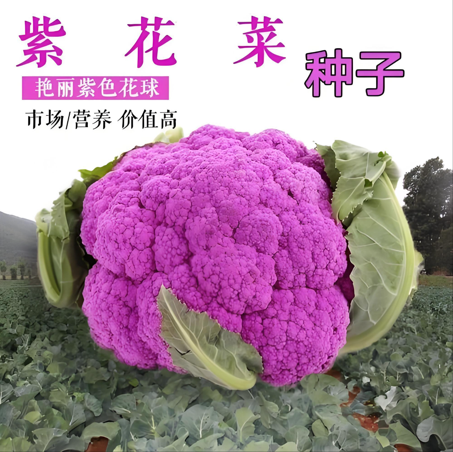 【紫花菜种子】花椰菜种籽家庭阳台小院四季种植盆栽地栽易种易活