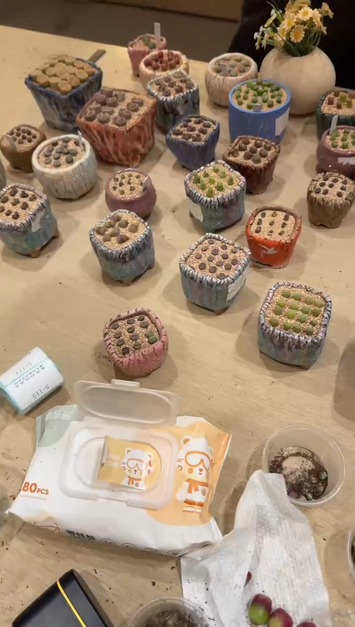 5-138多肉植物肉锥li zi 5斤