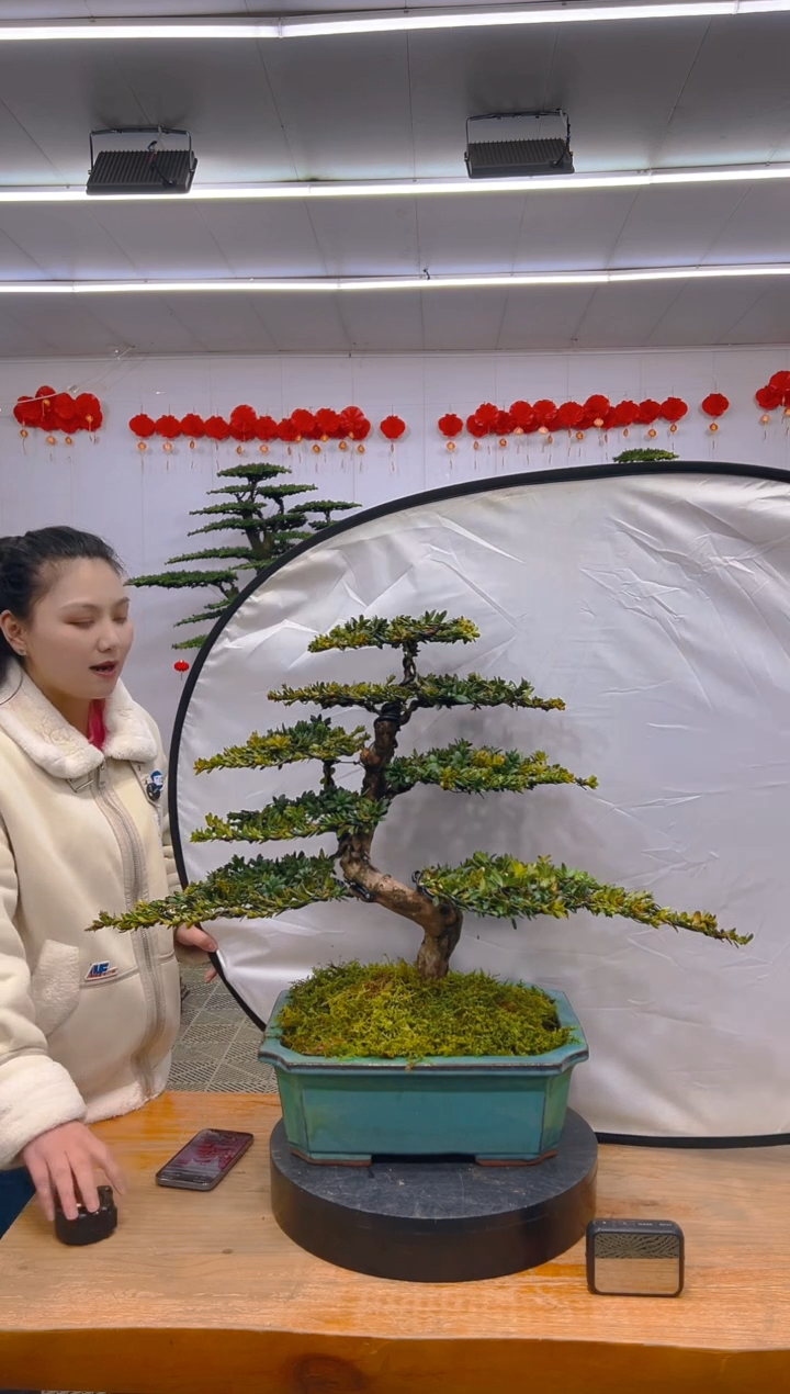 【闪购商品】盆景1