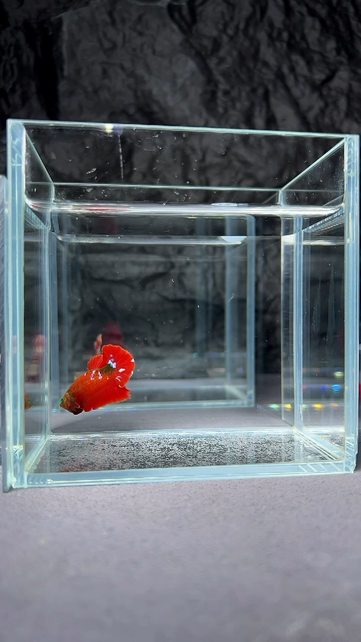 斗鱼竞拍链接A041