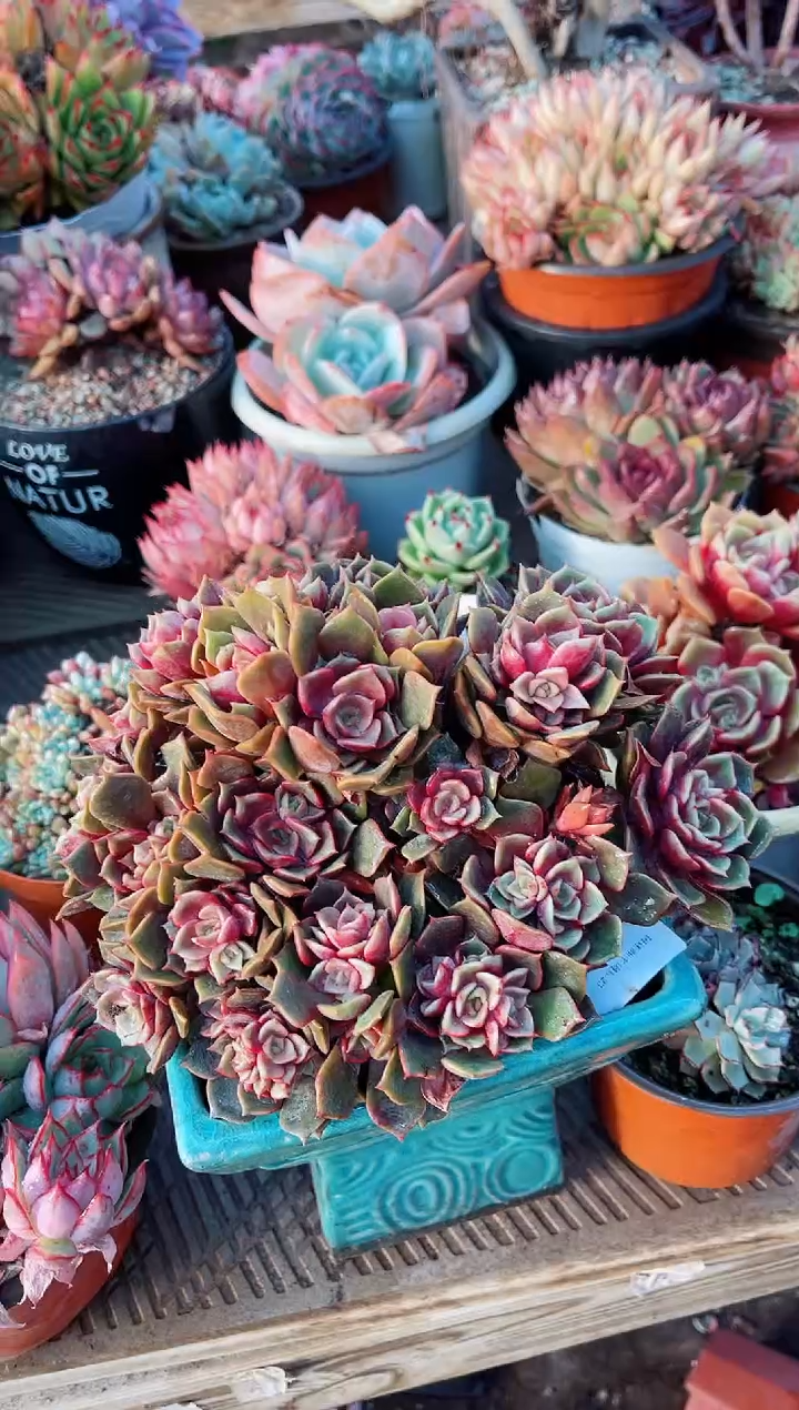 【闪购商品】23196