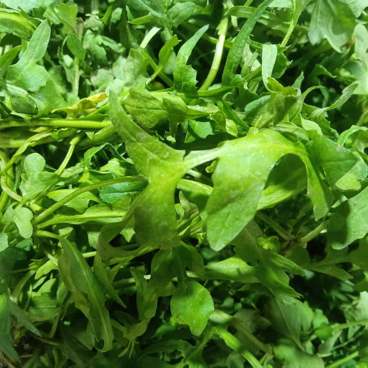 荠菜【守根家庭农场】现挖香荠荠菜地丁野菜新鲜春卷馄饨饺包子馅