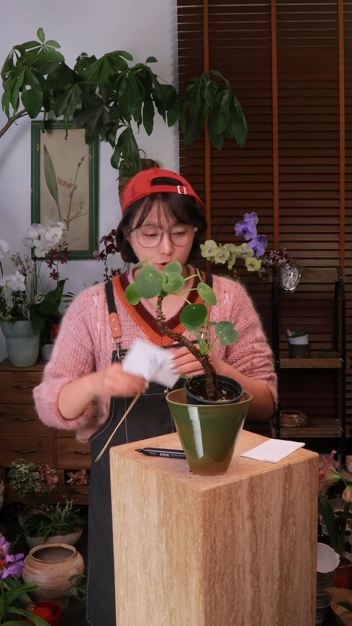 无花朵 镜面草 带盆 顺丰 不包售后