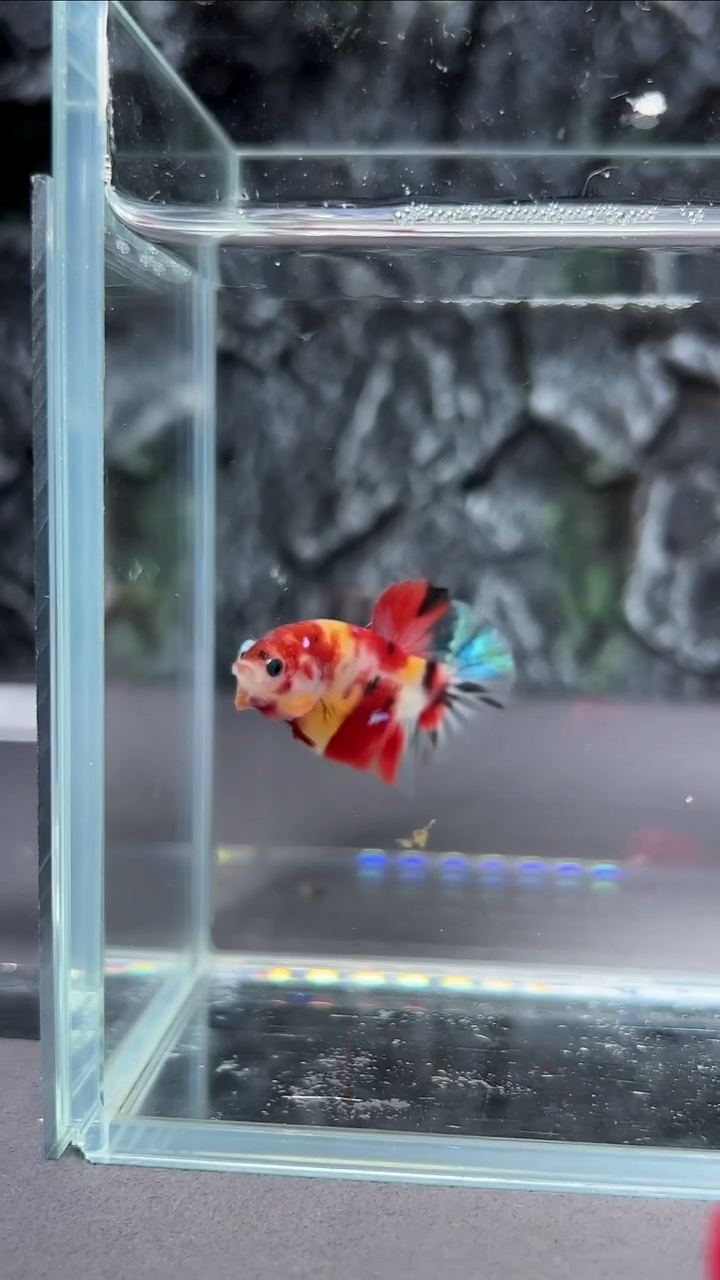 斗鱼竞拍链接A089