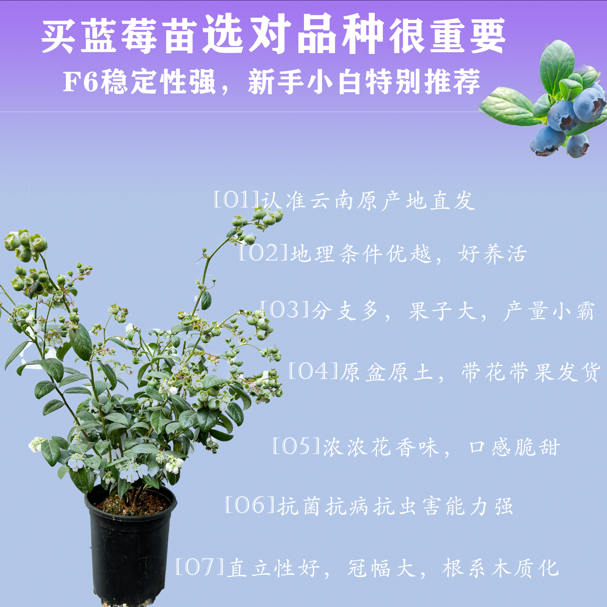 【F6爆果王】云南对版花香好养蓝莓苗冠幅大分支多原盆原土带花带果