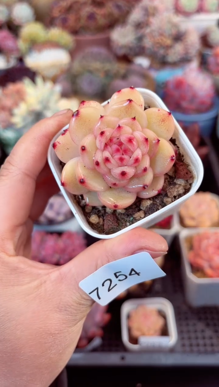 【闪购商品】7254单头多肉