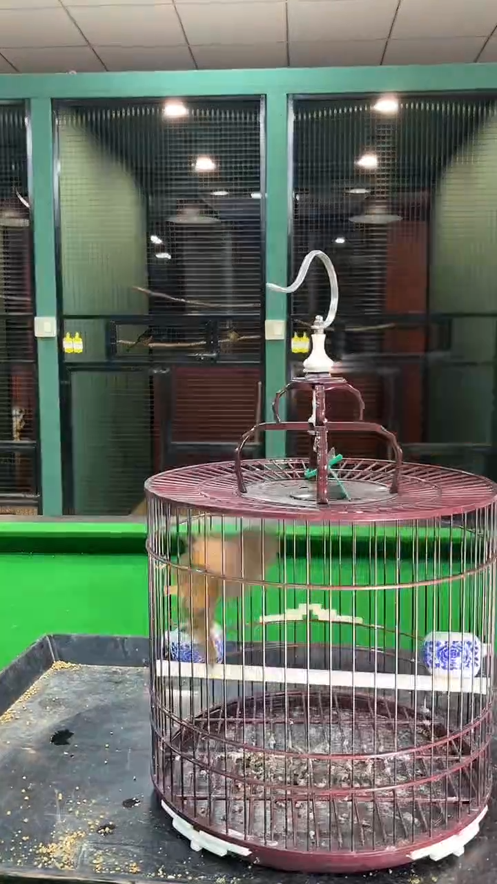 33号 白腹养笼0元起拍