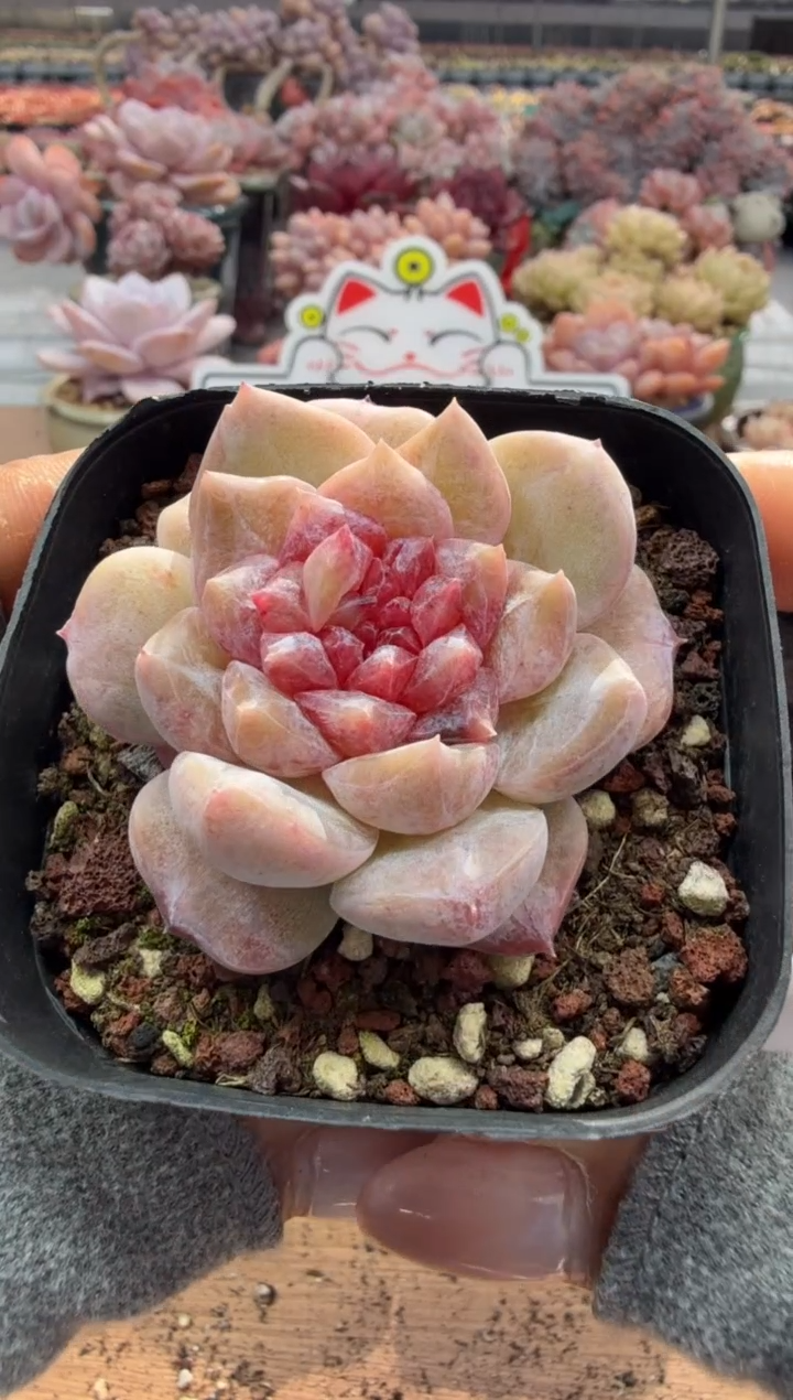 东云多肉园二店-133