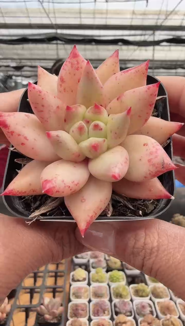 东云多肉园新款-103