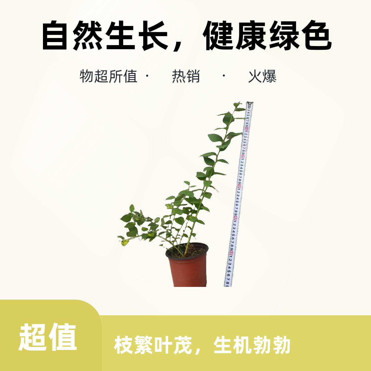 带花苞蓝莓盆栽地栽南北方种植特大L25