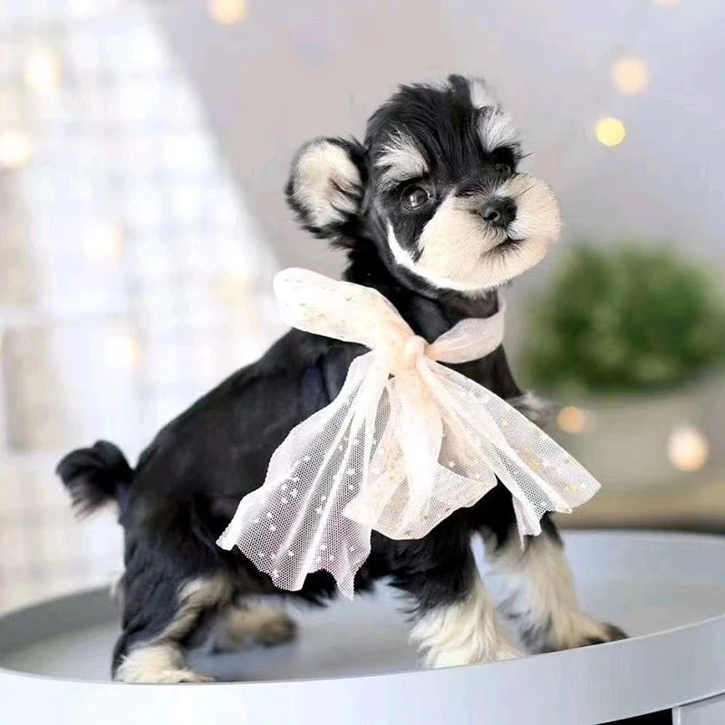 【12点宠粉福利】雪纳瑞活体幼犬纯种宠物狗狗雪纳瑞幼崽