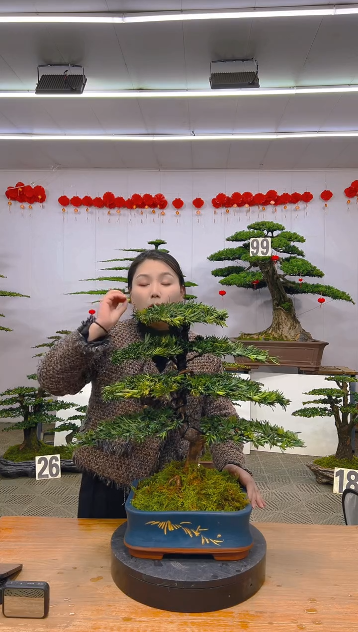 【闪购商品】盆景1