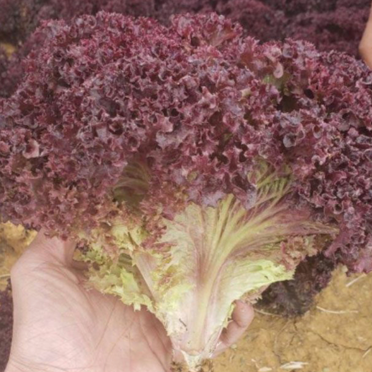 【紫生菜】500g±（绿新）