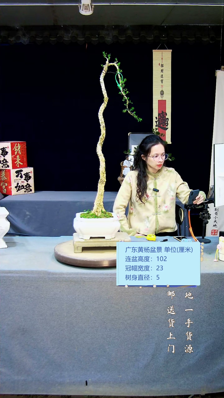 【闪购商品】黄杨盆景黄杨盆景