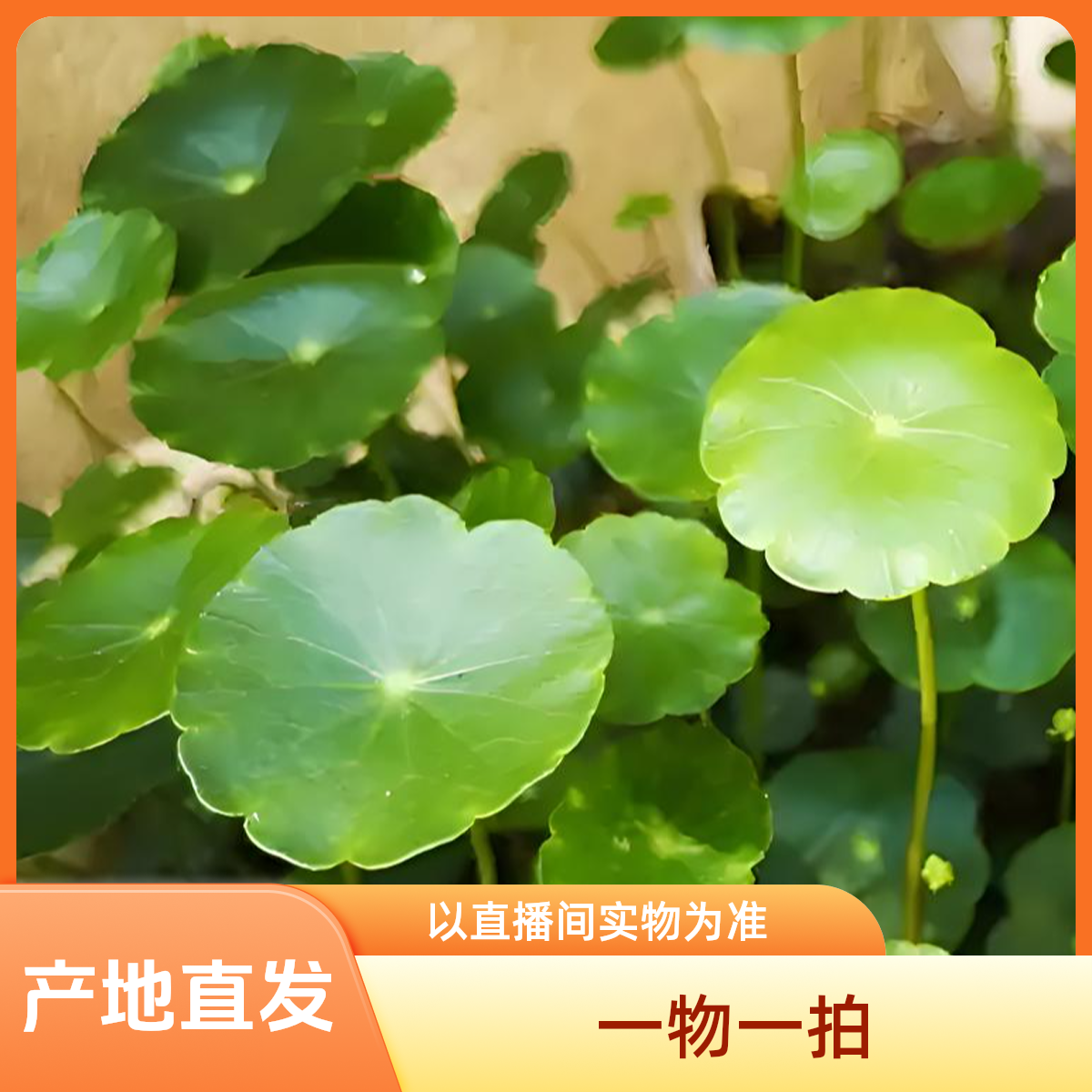铜钱草寓意吉祥好运生财净化空气一物一拍可混搭以直播间实物为准