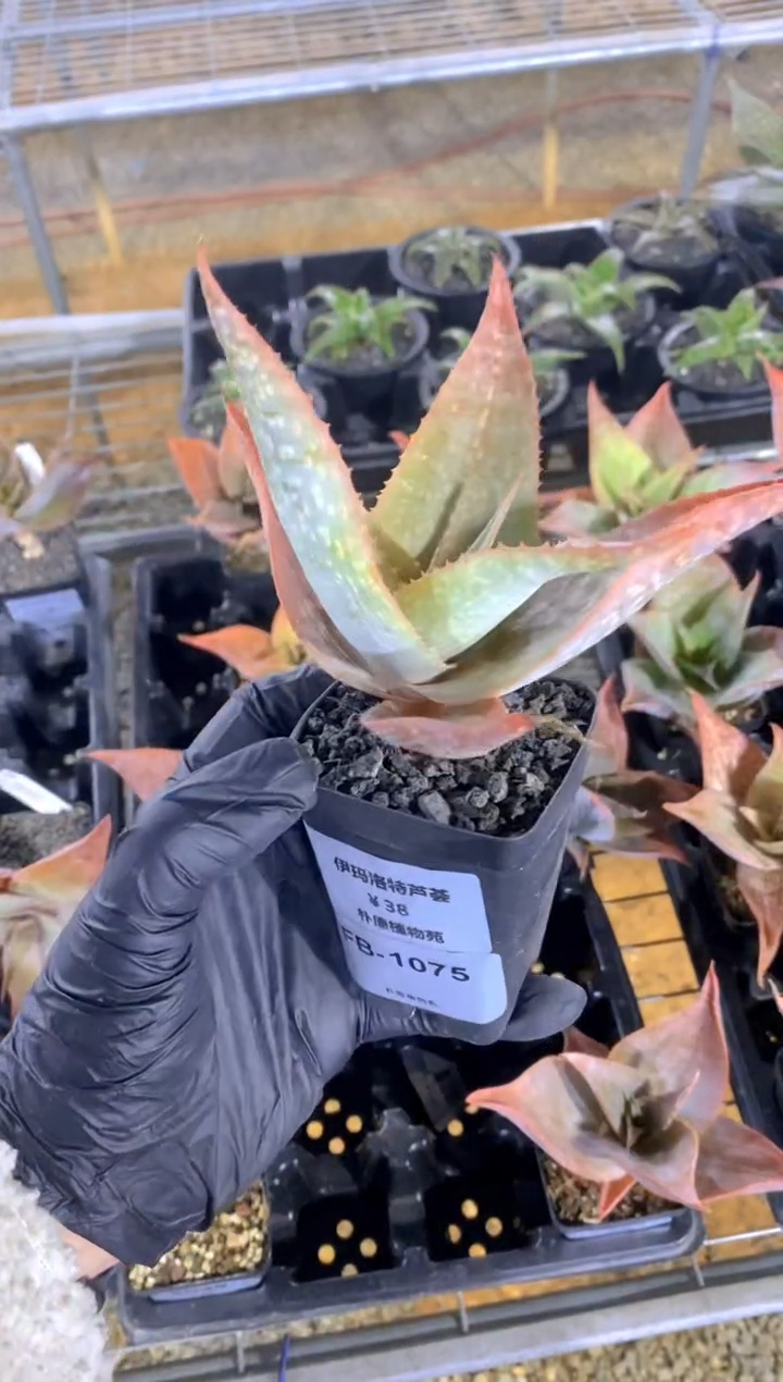 【闪购商品】伊玛洛特脱土FB-1075