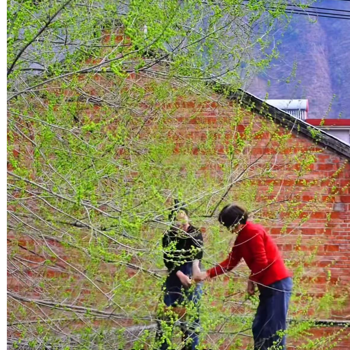 榆钱山上现摘现发2025年头茬应季野菜窝窝头蒸菜包饺子首选泡沫箱