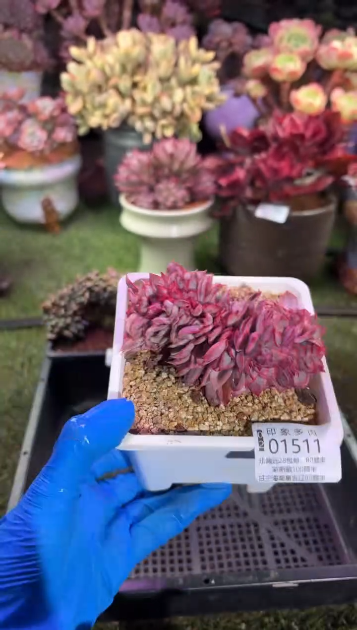 【闪购商品】01511