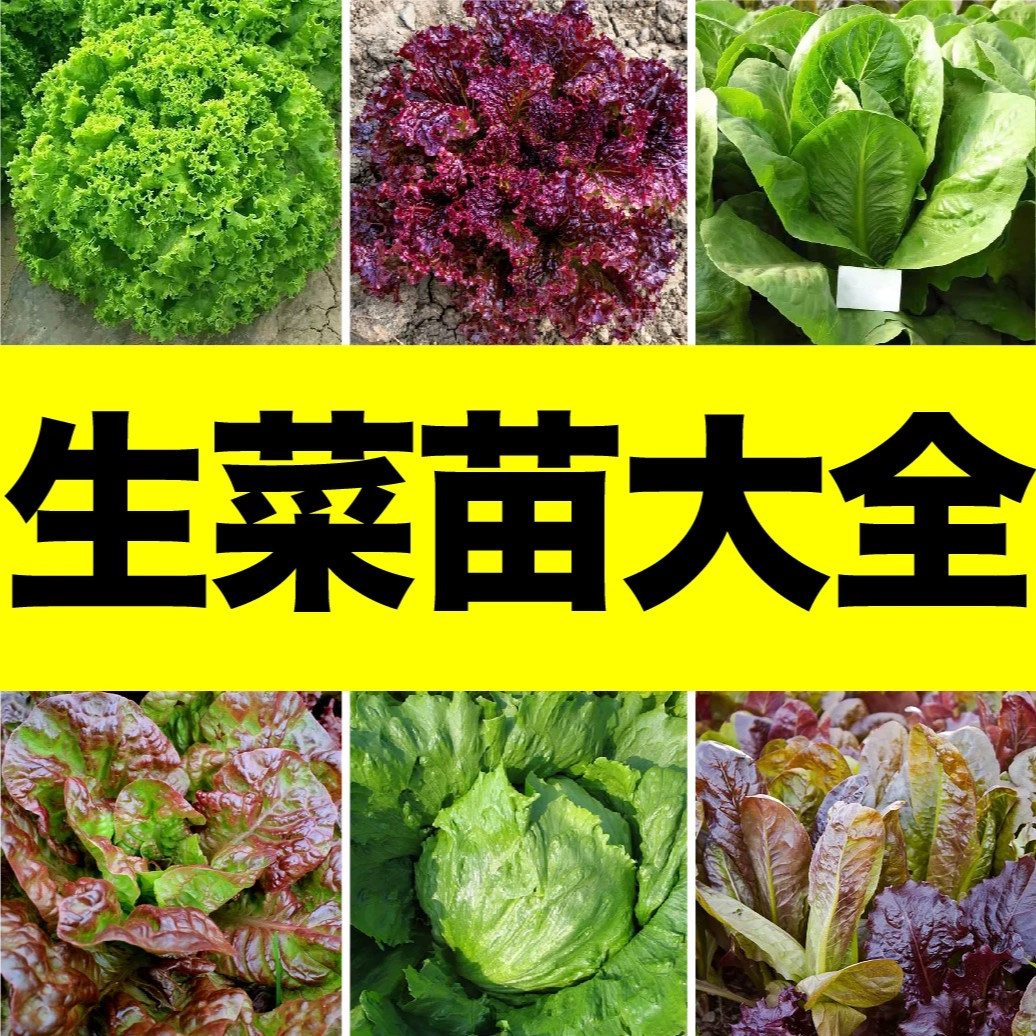 各种生菜大速生菜苗紫叶生菜绿紫孔雀菜苗结球生菜苗四季盆栽种苗