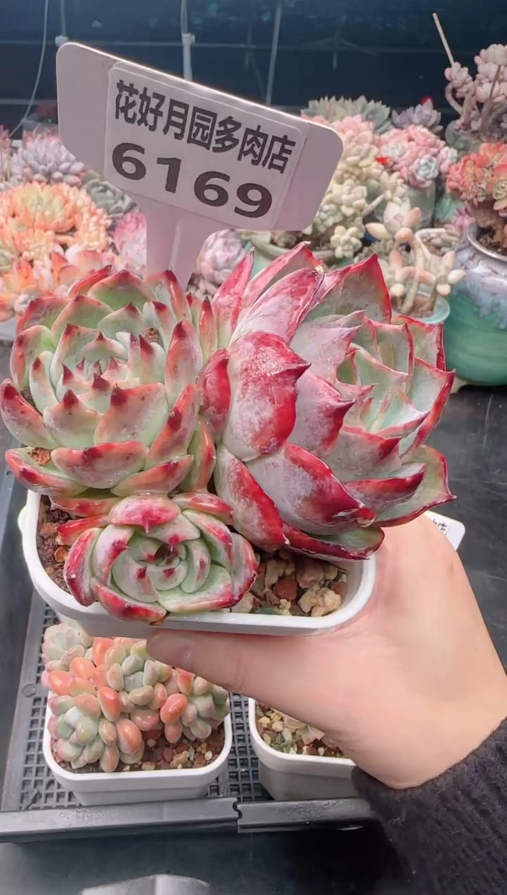 【闪购商品】6169.