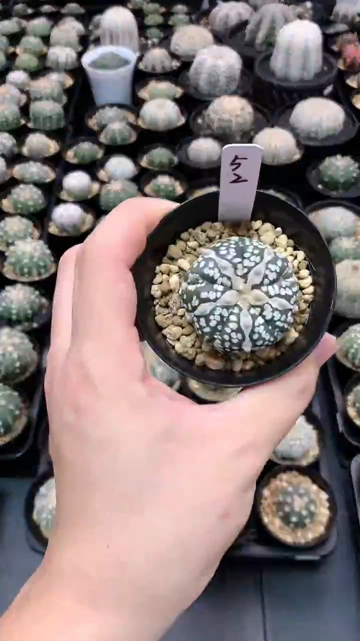 【闪购商品】编码52实生