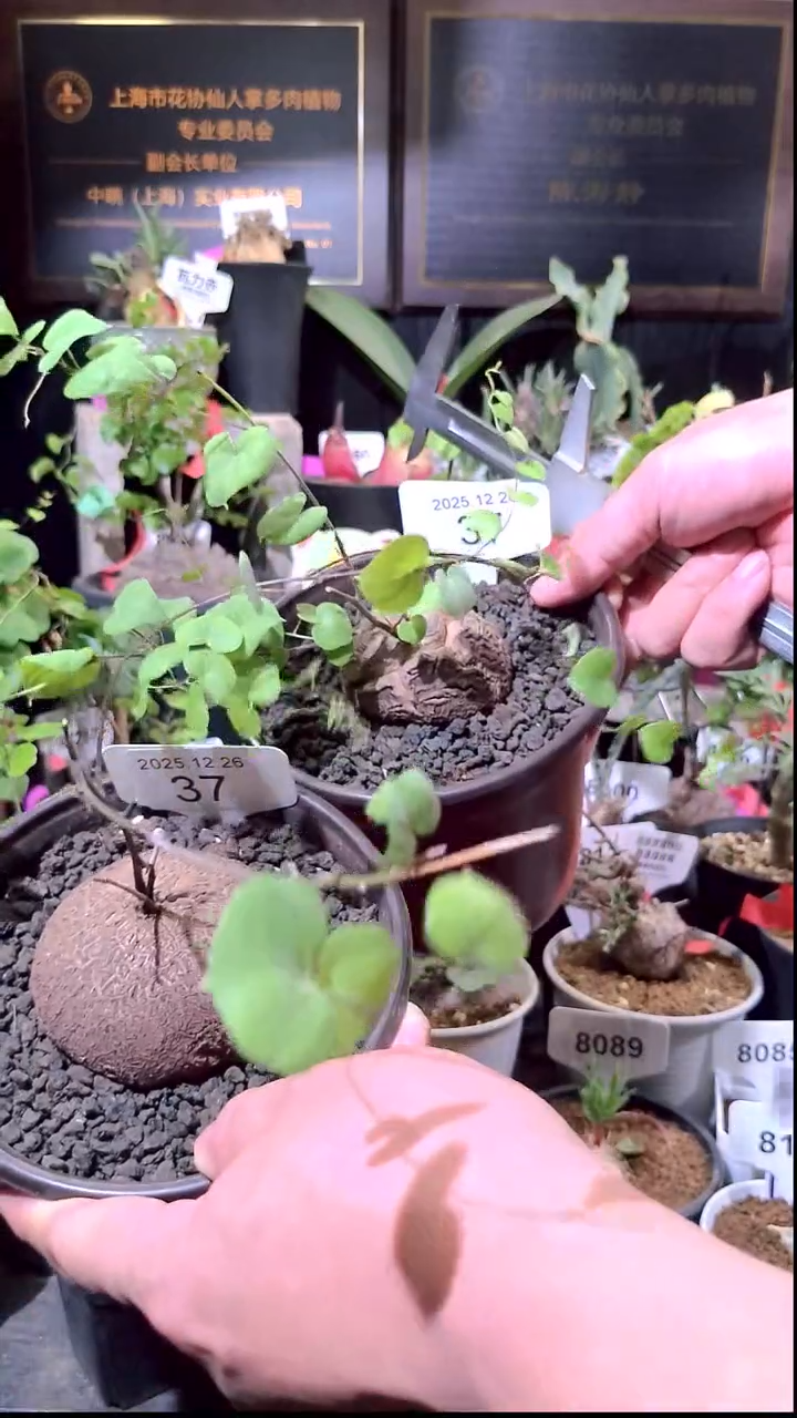 37号1226福利南非龟甲龙买一送一