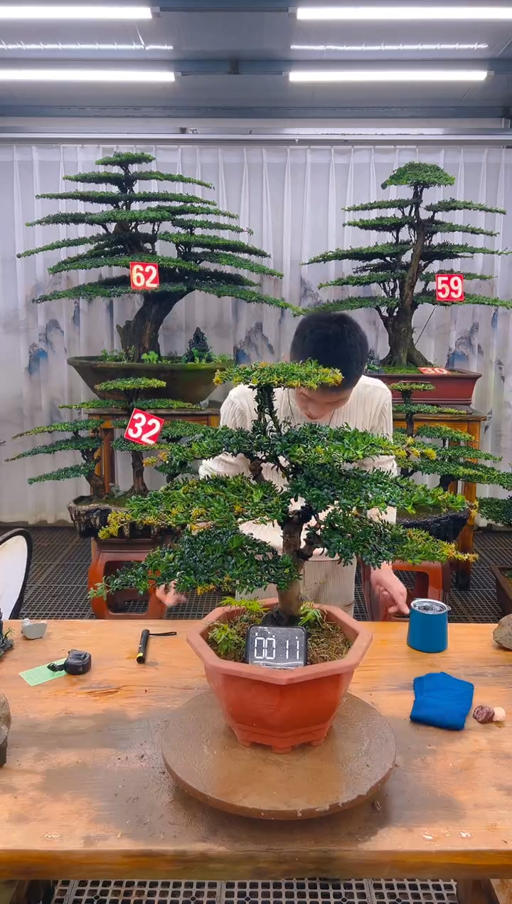 无花朵精品盆景直播间一物一拍