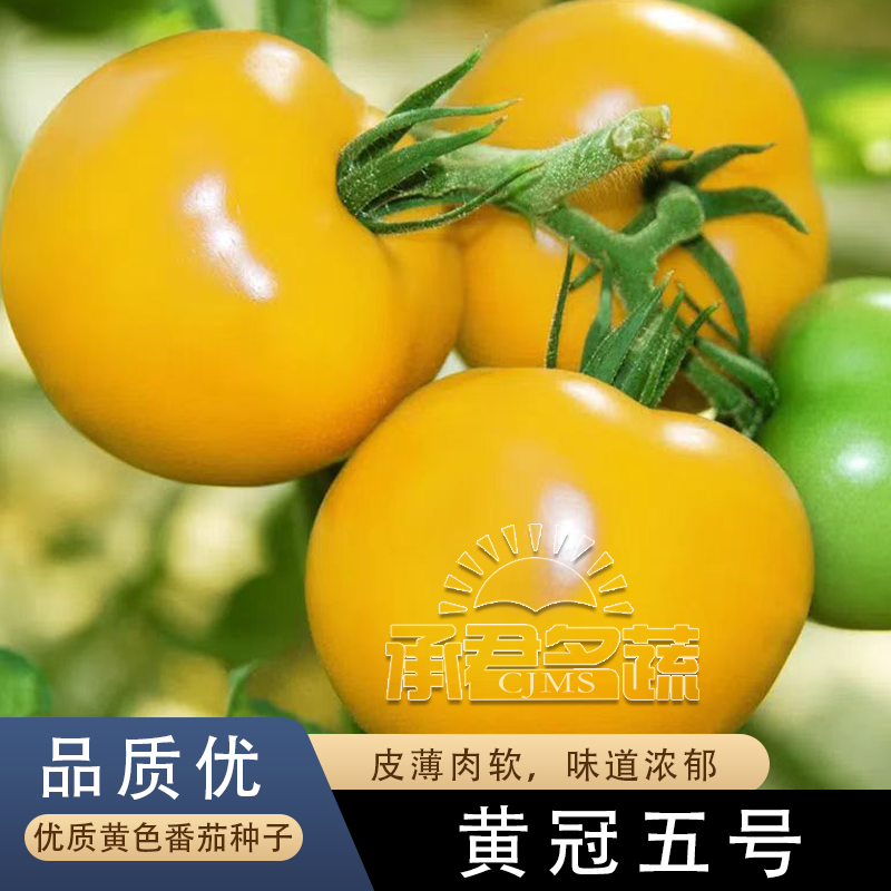 大果黄番茄种子种苗春季四秋季特色庭院阳台盆栽沙瓤西红柿种籽孑