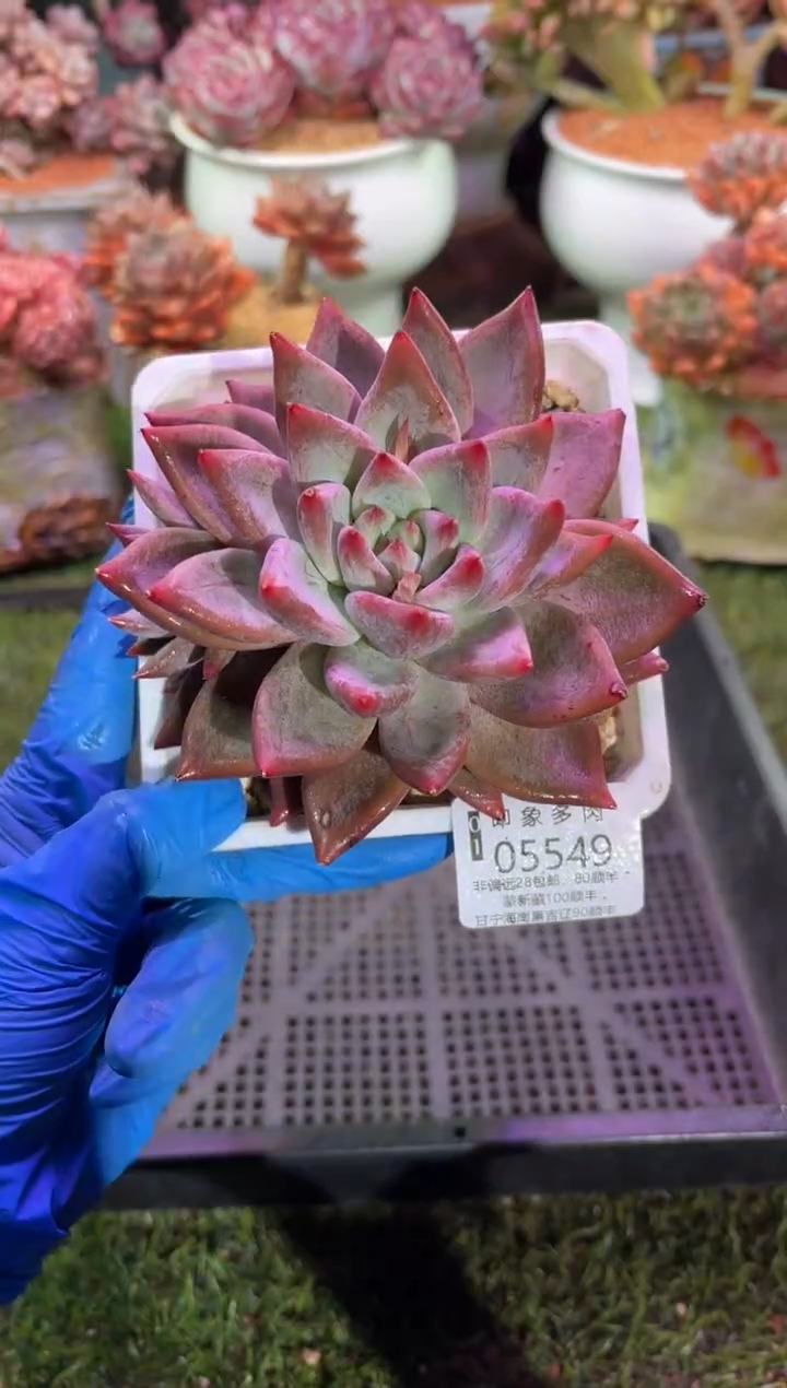 【闪购商品】05549