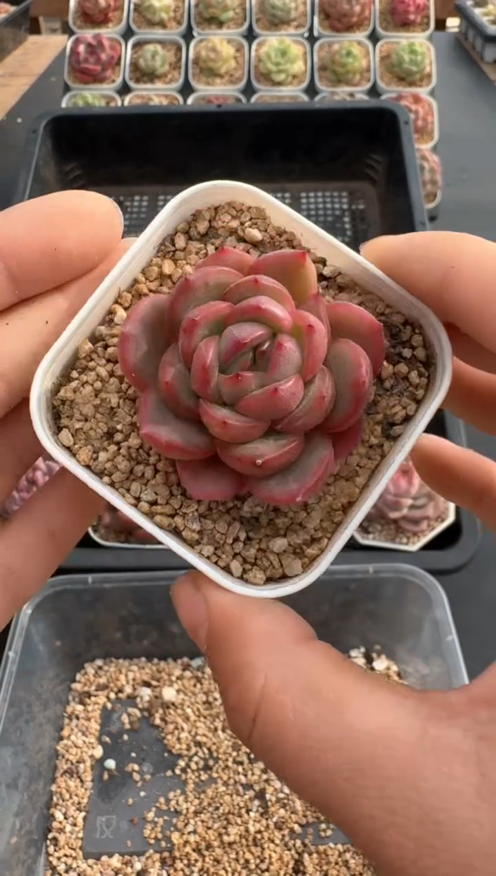 【闪购商品】606C物拍多肉带盆土6.5杯拍3颗包柚