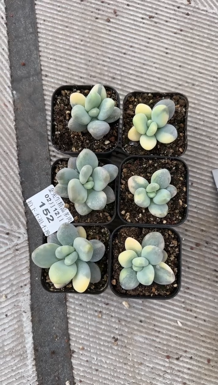 【闪购商品】0212-152大叶美人锦70#（量拍）