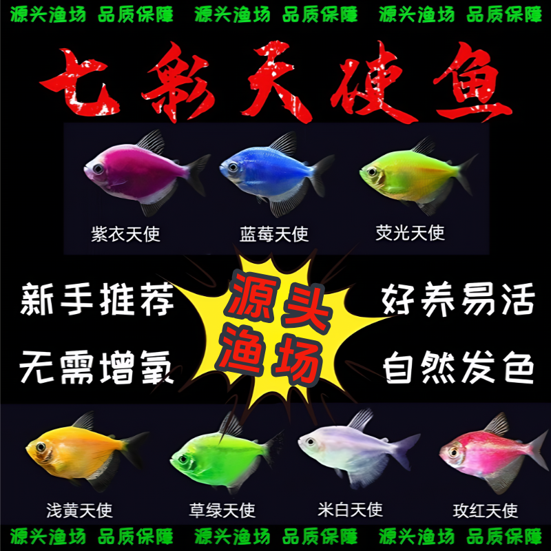 七彩天使鱼小型热带观赏鱼颜色丰富群游好养适合新手