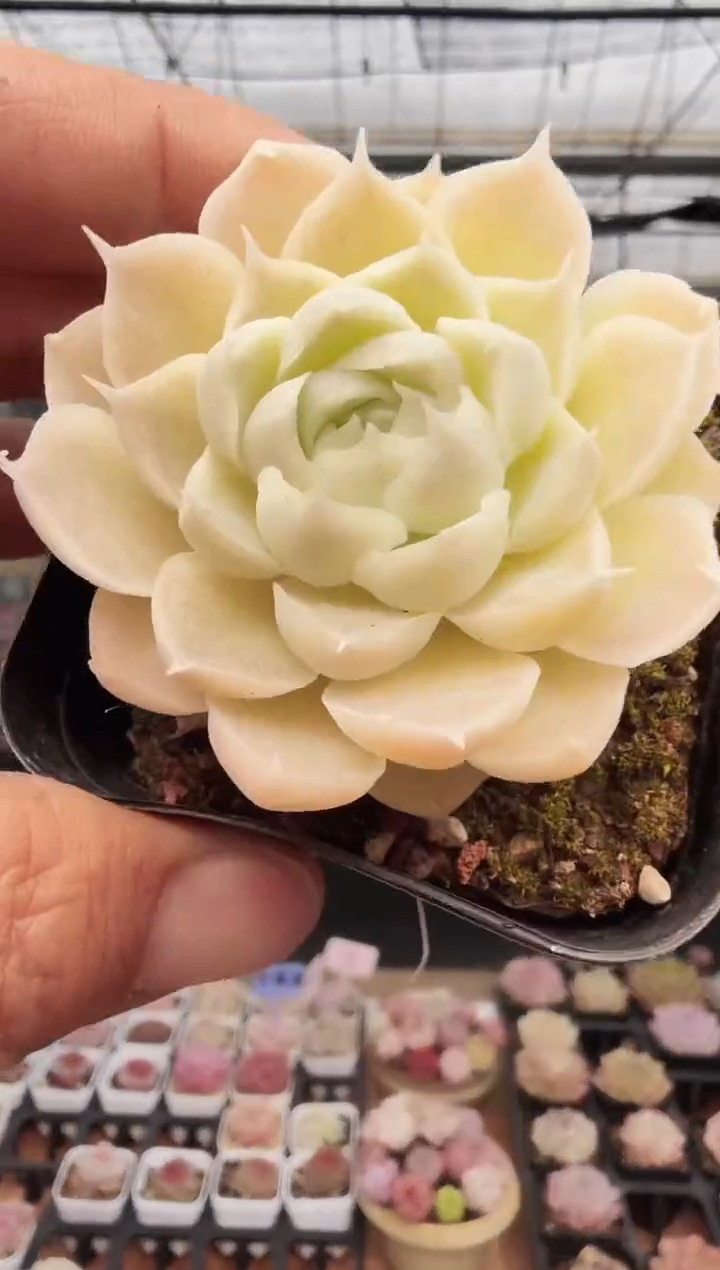 东云多肉园新款-308