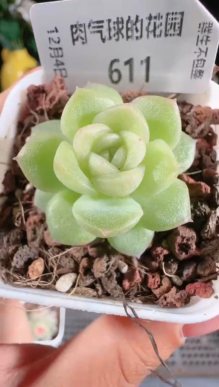 1204-611碧琉璃多肉群生不包整