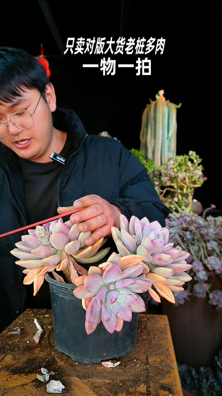 【闪购商品】47号超大奥普