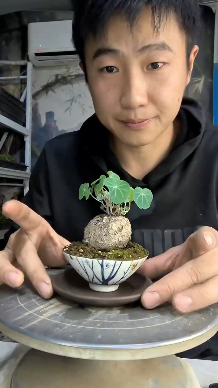 濤*中青园艺一物一拍花168