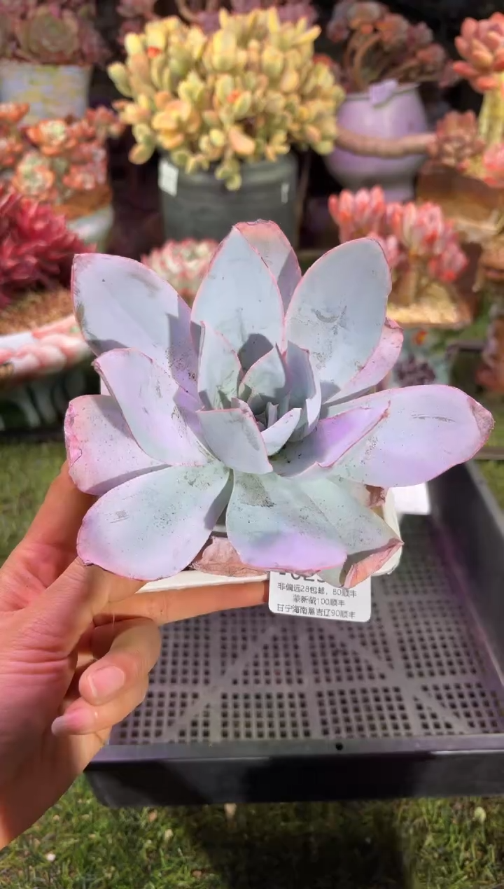 【闪购商品】02312