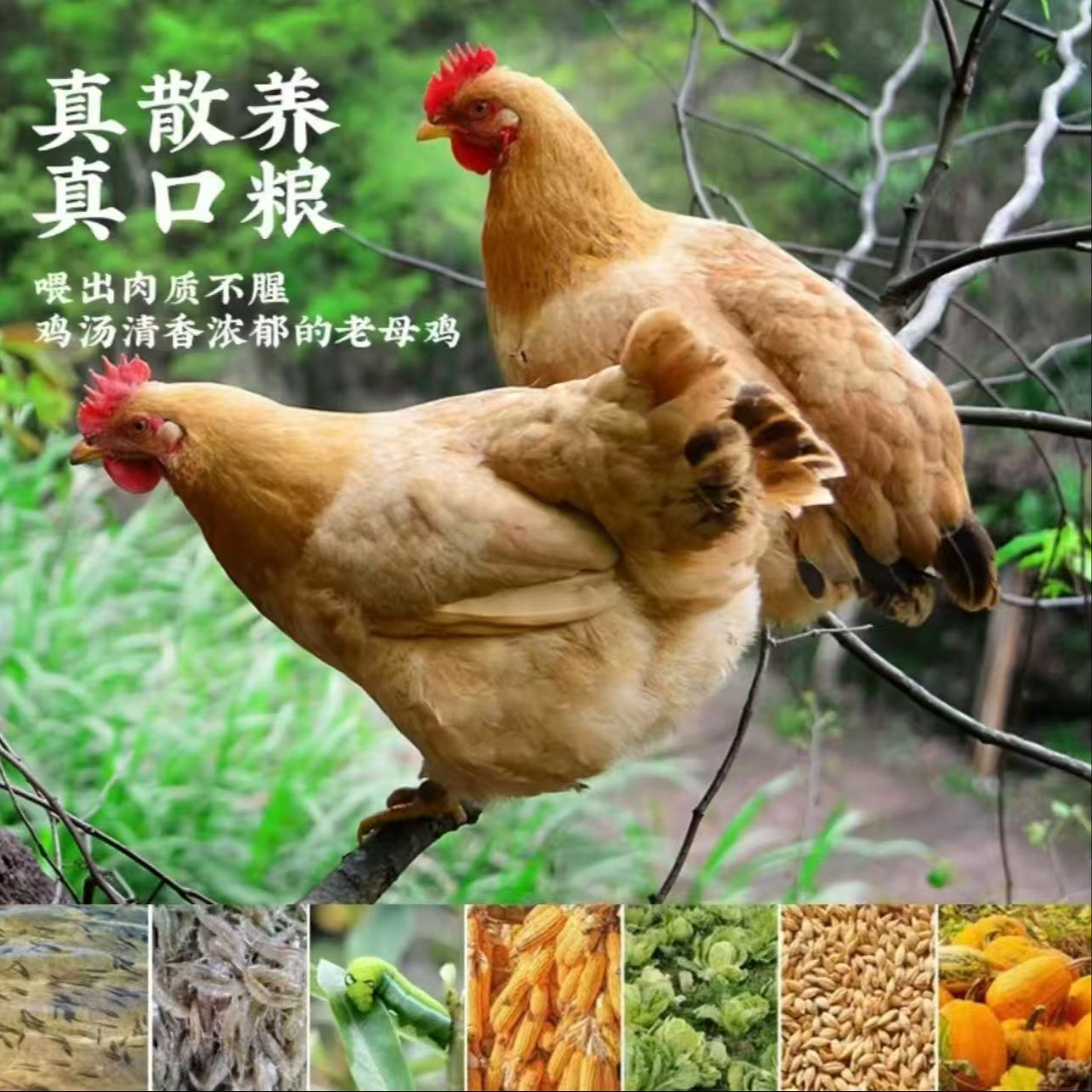 农家散养老母鸡2只现宰极速锁冻现货速发次日达