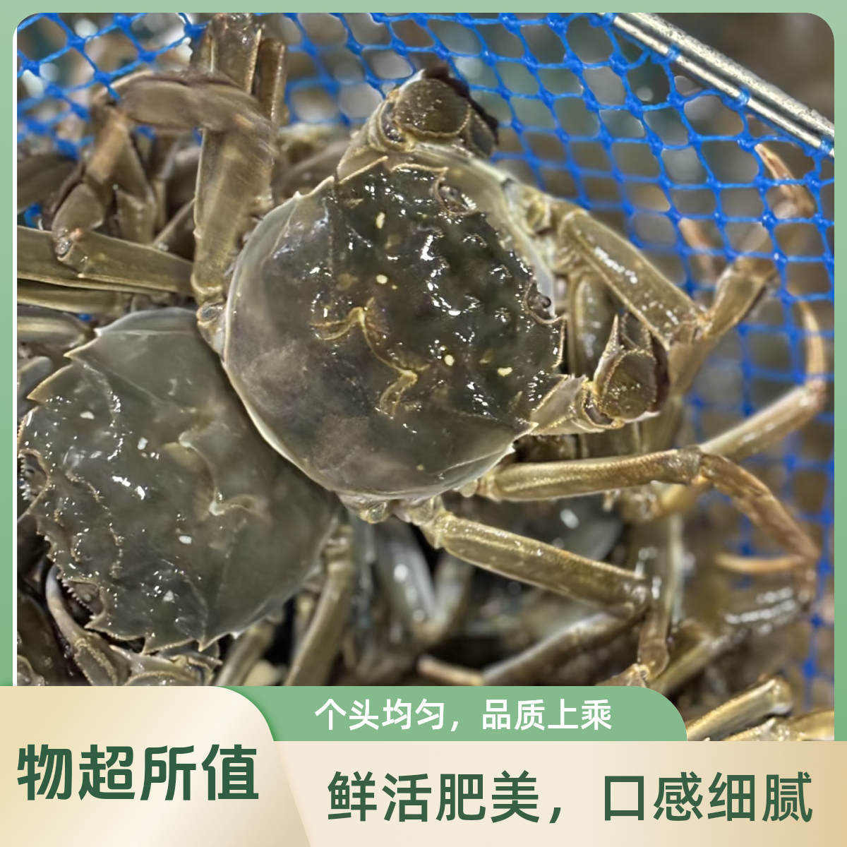 2.5大闸蟹（一只）