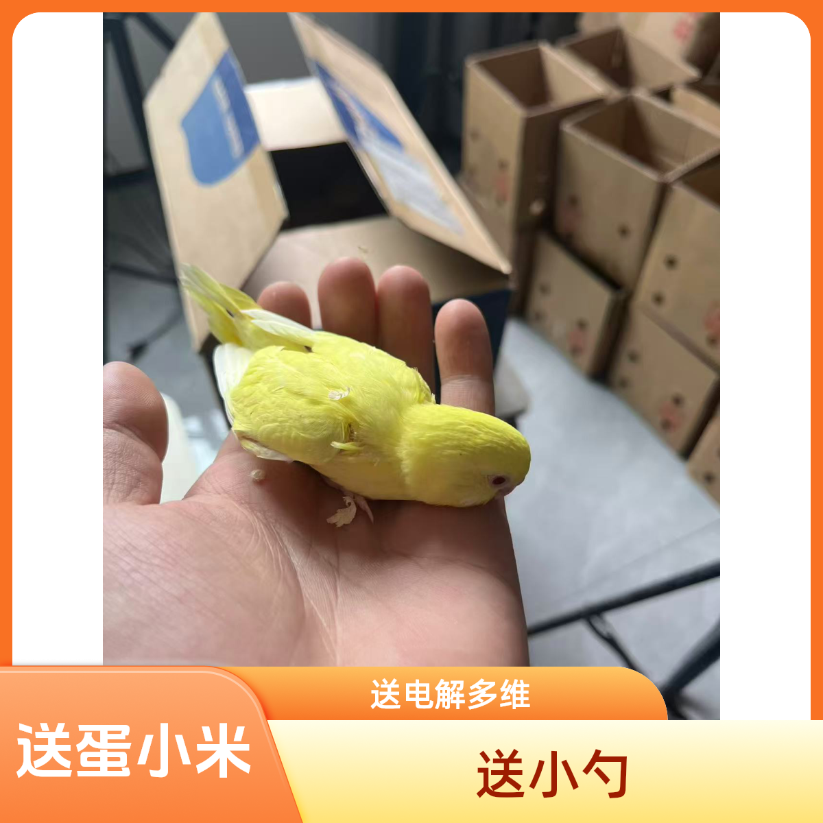 手养虎皮鹦鹉半毛活体观赏鸟
