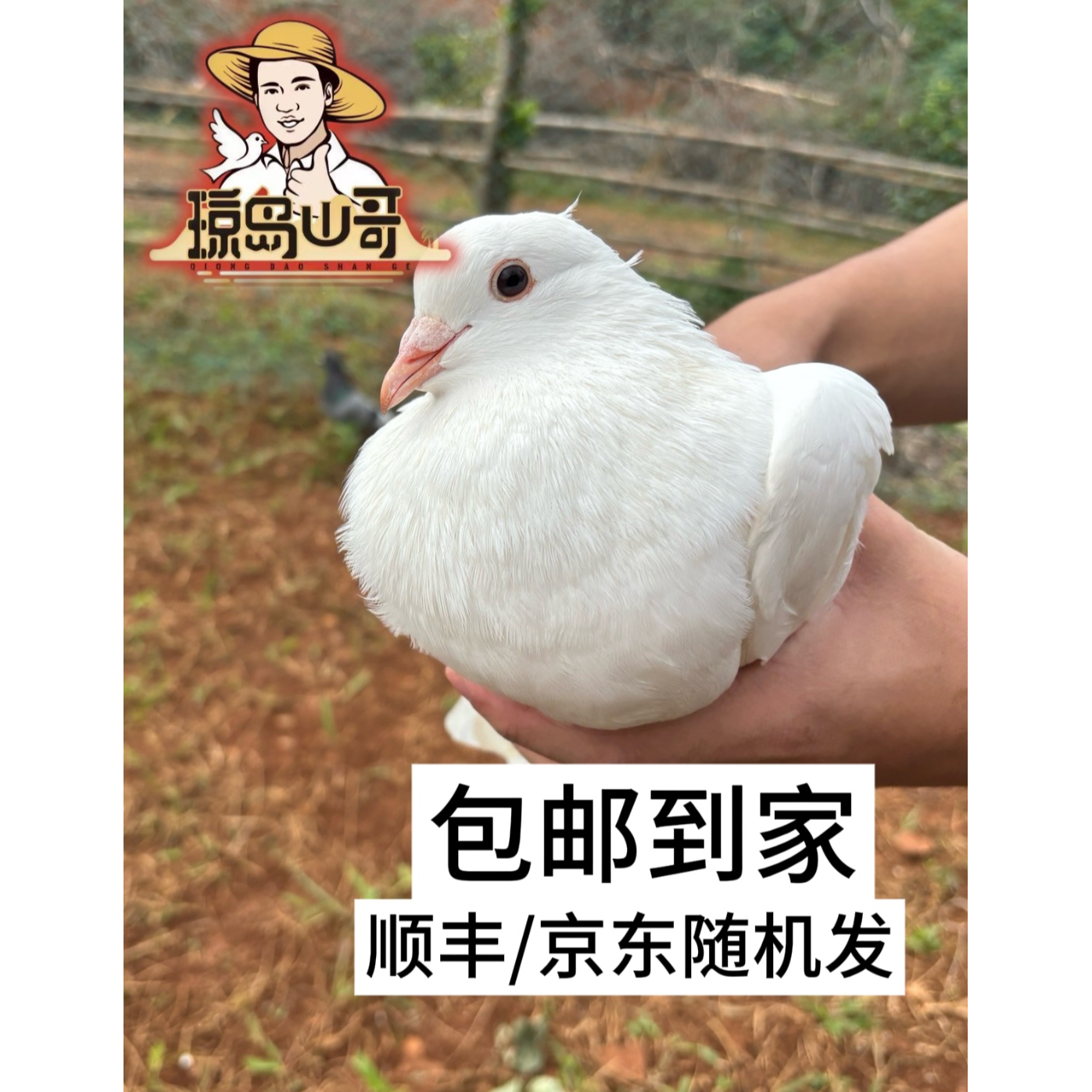 【宰好5只装】单只250g农家散养五谷喂养乳鸽当天现宰现发1250g以上